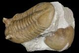Asaphus Kotlukovi Trilobite Fossil - Russia #165445-2